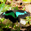 Green Banded Swallowtail (male)