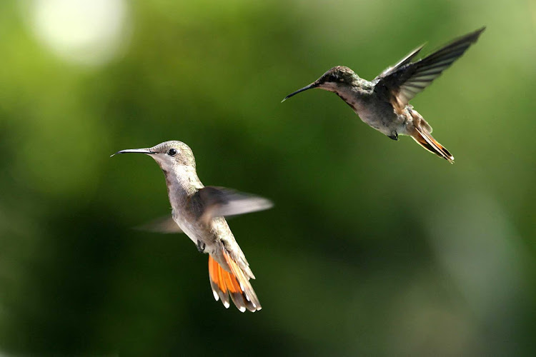 Hummingbirds in Trinidad and Tobago.