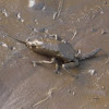 Water Scorpion