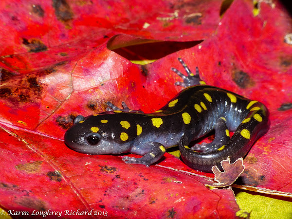 Spotted salamander | Project Noah