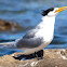 Greater crested tern