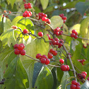 Berry tree