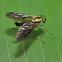Rhagionid Fly