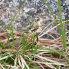Carex species