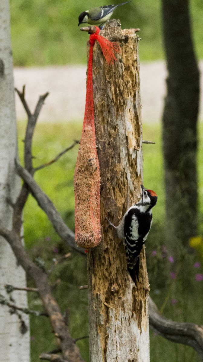 Greater spotted woodpecker (juvenile)