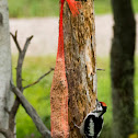 Greater spotted woodpecker (juvenile)