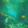 pacific giant kelp forest and garibaldi