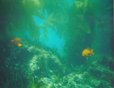 pacific giant kelp forest and garibaldi