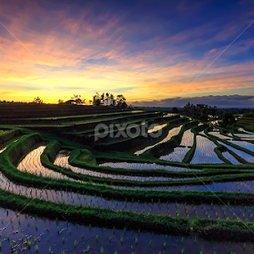 Jatiluwih Rice Fields by Yudik Pradnyana - Landscapes Sunsets & Sunrises