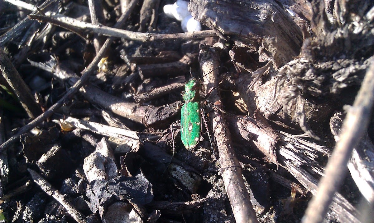 Groene zandloopkever - Green tiger beetle