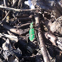 Groene zandloopkever - Green tiger beetle