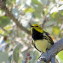 Black-throated Green Warbler (male)