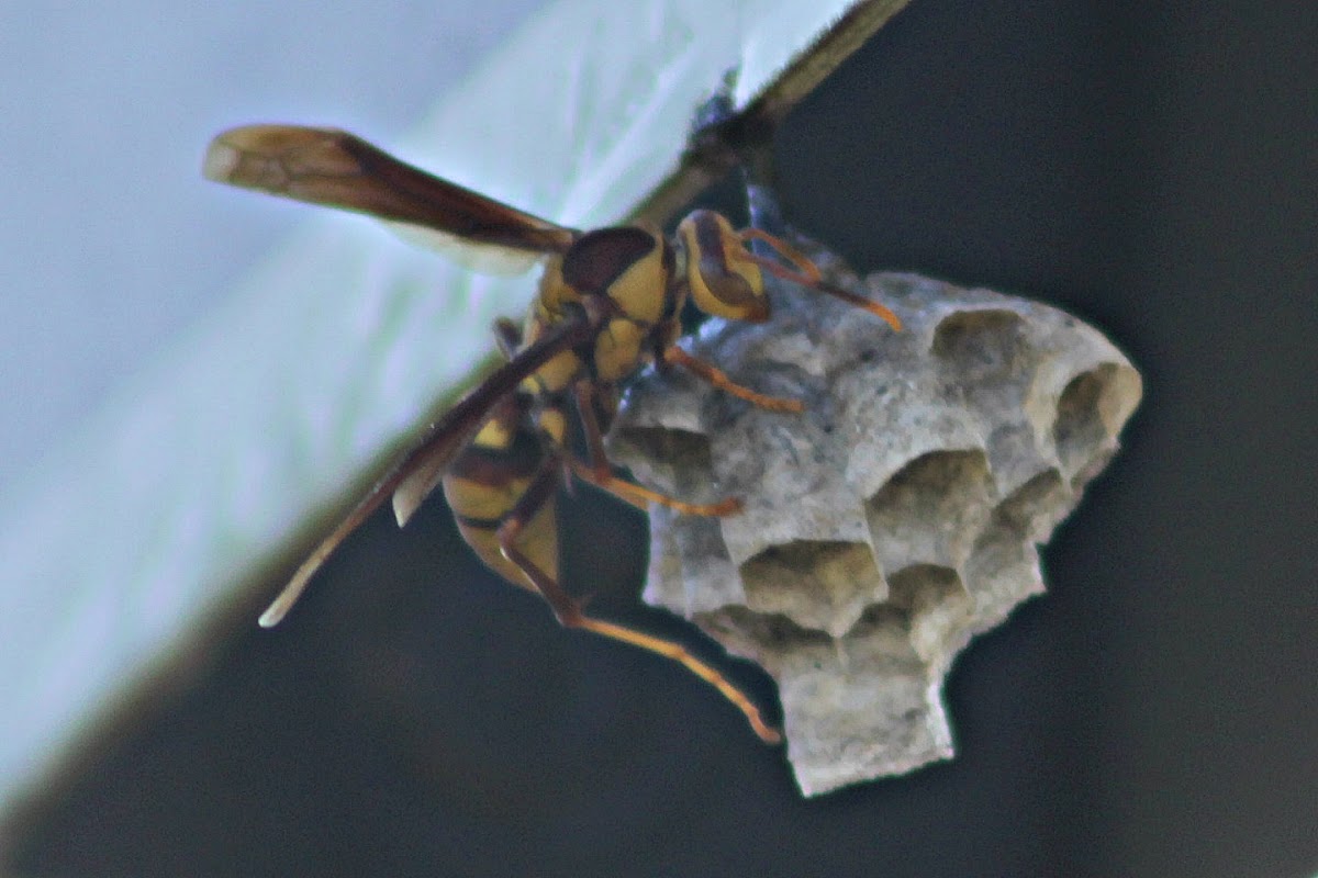 Eastern Yellowjacket Wasp
