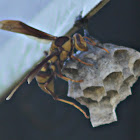 Eastern Yellowjacket Wasp