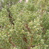 Coyote bush