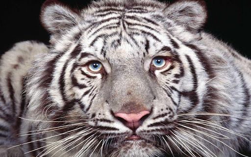 Tiger Live Wallpaper HD