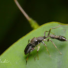 Ant Mimicry