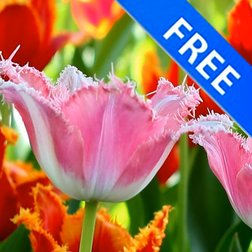 3D Fascinating Tulips Free LOGO-APP點子