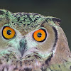 Pharaoh Eagle-Owl