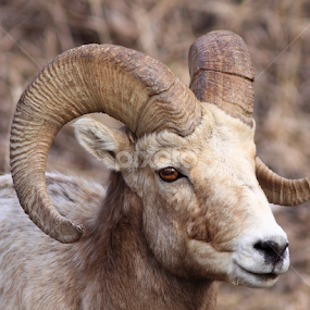 Rocky Mountaing Bighorn Sheep by Brian Robinson - Animals Other Mammals