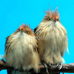 by John Larson - Animals Birds