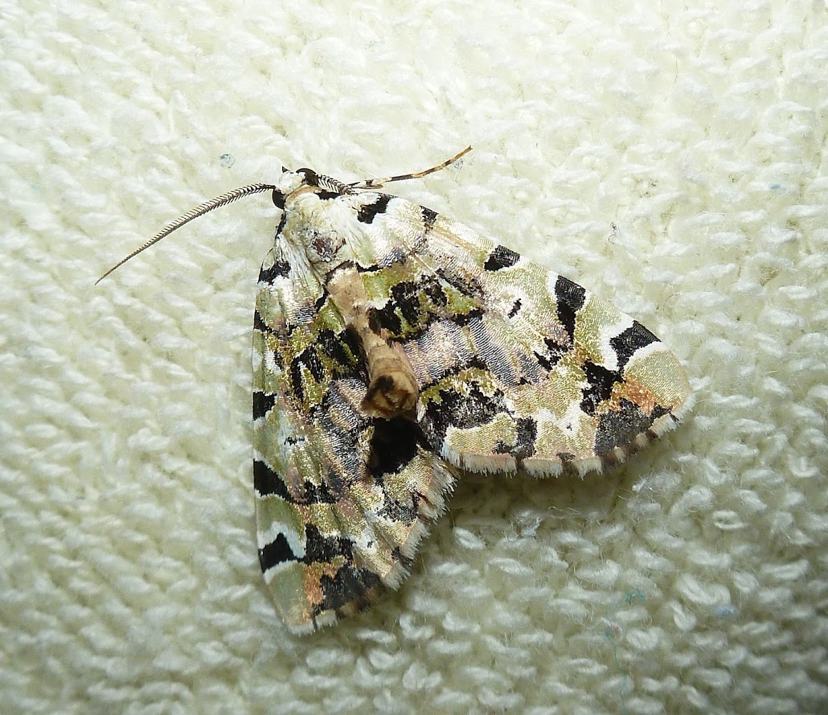 Lichen Moth