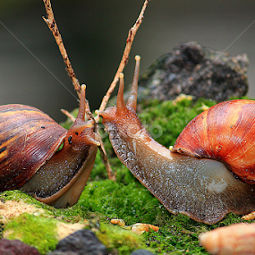 by Luxmen 46 - Animals Other