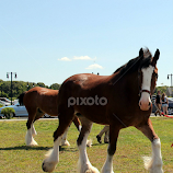 Clydesdale Horse... by Susanne Carlton -  