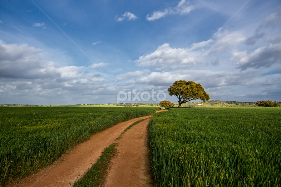 Alentejo by Luis Reininho - Landscapes Prairies, Meadows & Fields