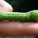 Spicebush Swallowtail caterpillar