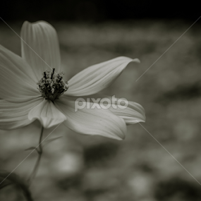 by Barak Johnson - Flowers Flowers in the Wild