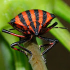 Italian Striped-Bug, Chinche rayada