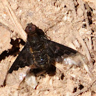 Bee-fly