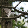 Pied Flycatcher