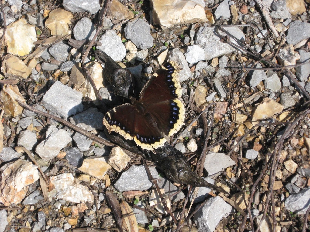 Unknown Butterfly?