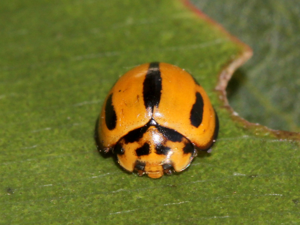 Varied ladybird beetle