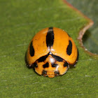 Varied ladybird beetle