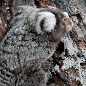 Camio Monkey by Zoe Walker Designs - Animals Other Mammals