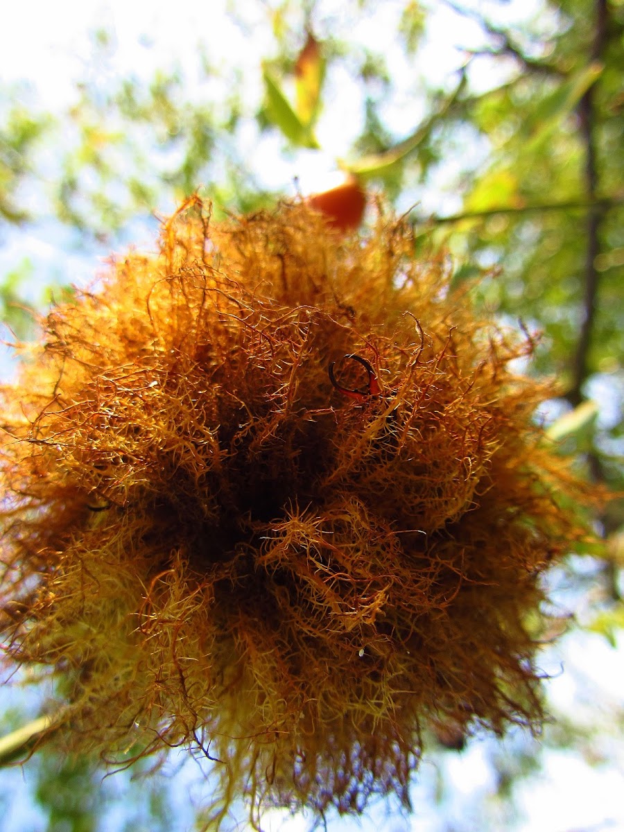 Rose bedeguar gall (on Rosa Canina)