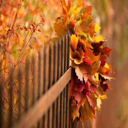 Autumn Leaves Live Wallpapers