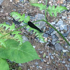 Ebony Jewelwing (male)