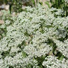 Late Boneset