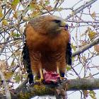 Red Shouldered Hawk (protecting it's meal)