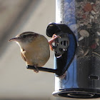 Carolina Wren