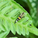 tumbling flower beetle, pintail beetle