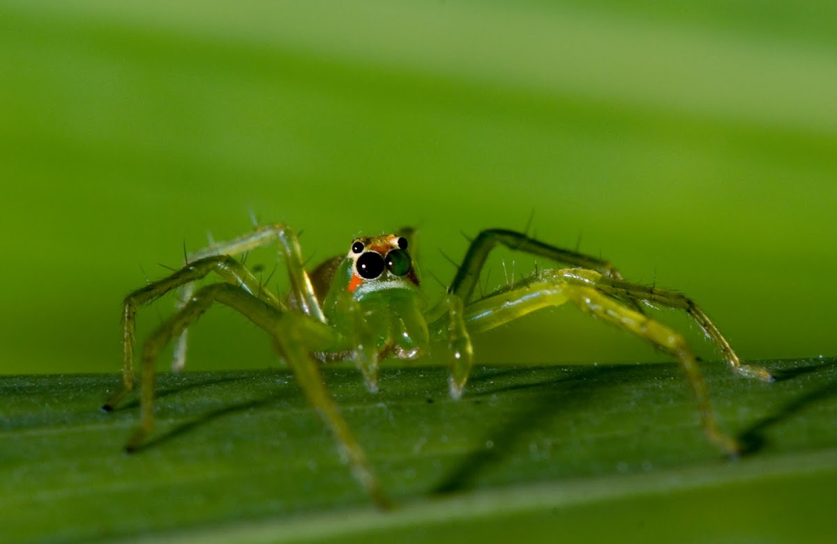 Green Lynx Spider