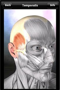 How to install Learn Muscles: Anatomy patch 1.5.4 apk for pc