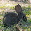 Rabbit; Conejo