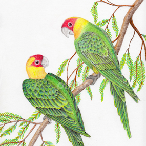 Carolina Parakeets by Terry Sohl - Drawing All Drawing