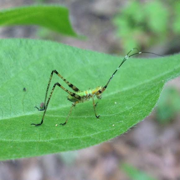 Bush Katydid Nymph Project Noah